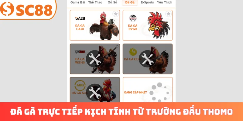 Đá gà trực tiếp kịch tính từ trường đấu Thomo